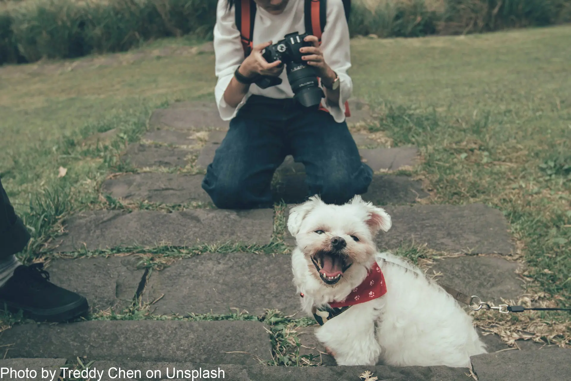  כפות ולהתעורר: מצלמות לתיירות עבודות כלבים בשנת 2024